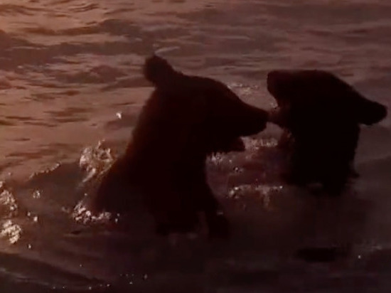 Медведи на закате плескались в море на Сахалине