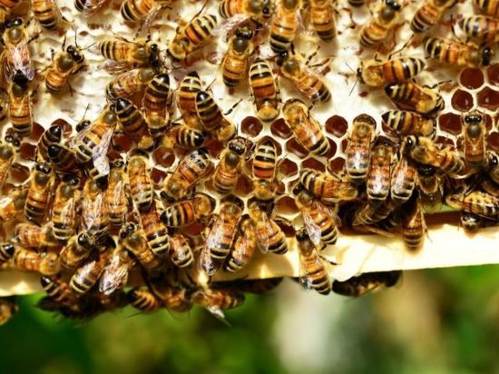 Скажется ли массовый падеж пчел на качестве и цене меда – рассказал новосибирский пасечник