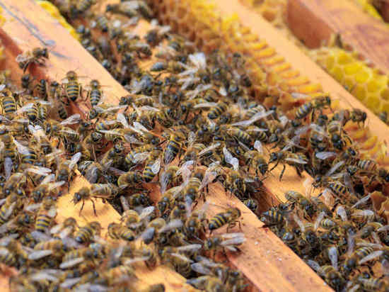 Пасечники Томской области заявили о массовой гибели пчел