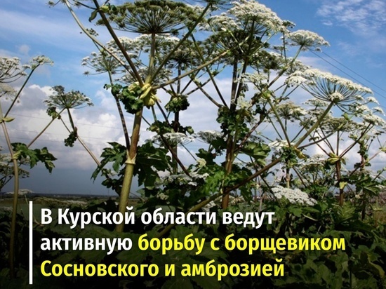 В Курской области от борщевика и амброзии обработали почти 60 га