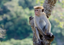 Количество официально зарегистрированных случаев оспы обезьян  перевалило за 8 тысяч в 58 странах мира