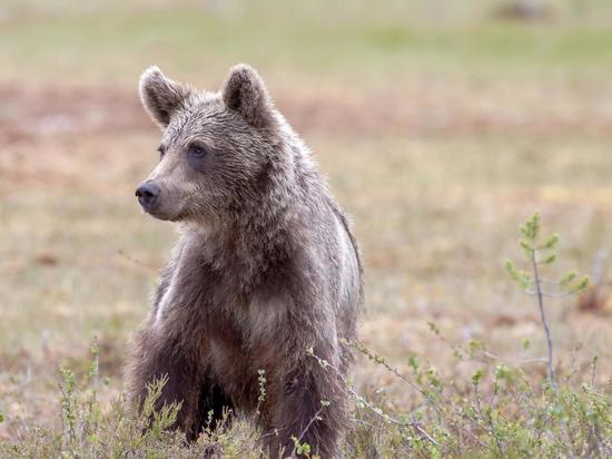 Три медвежонка в Кандалакшском заповеднике оказали под прицелом фотокамер