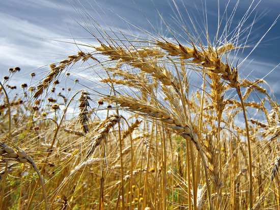 В ДНР ожидают большой урожай зерновых