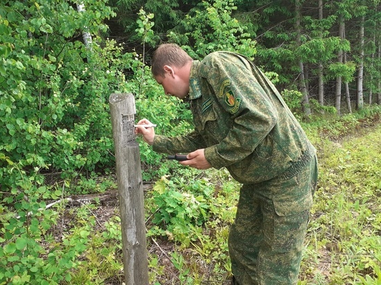 Благоприятные условия для развития хвойного молодняка создали в Серпухове