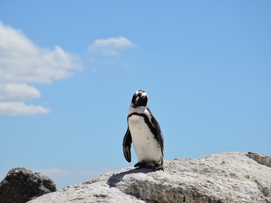 Жители Сахалина спасали пингвина, который оказался не пингвином