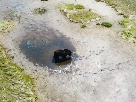 Дрон показал, как медведь ест мальков рыб в водоеме на Сахалине