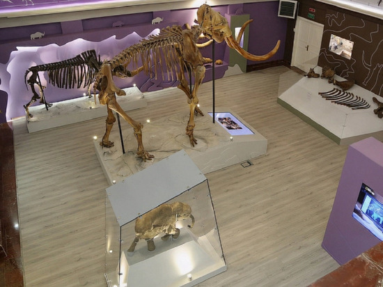 В «Оттаявшем мире» главного музея Ямала впервые представили мамонта Тадибе