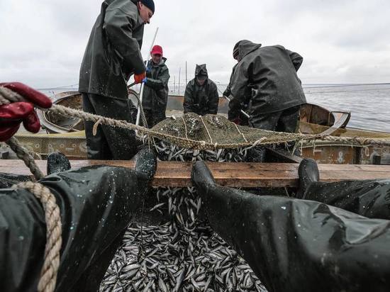 Алиханов рассказал о вылове рыбы в Калининградской области