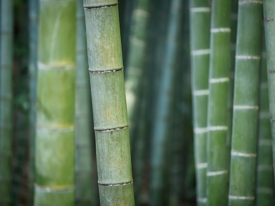 Фестиваль «Бамбук на ветру» стартовал в Ботаническом саду 9 июля