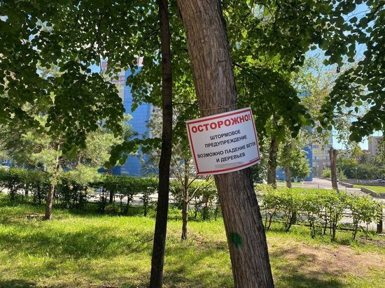 Новосибирцев предупредили о падении деревьев в парках