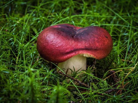 Жителям Мурманской области рассказали об опасностях грибного сезона