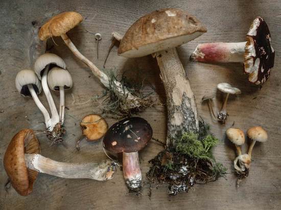 Как выбирать и готовить грибы, чтобы избежать отравления