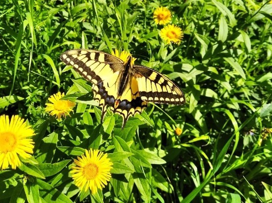 Бабочку с размахом крыльев до 10 сантиметров заметили под Новосибирском
