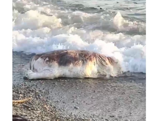 Тушу телёнка выбросило на берег моря на пляже в Сочи