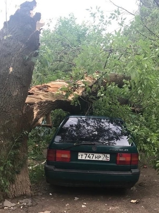 В Ярославле УК не хочет "освобождать" придавленный деревом автомобиль.