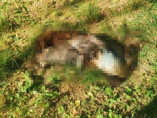 На улице Луговой в Рязани обнаружили обезглавленные трупы животных
