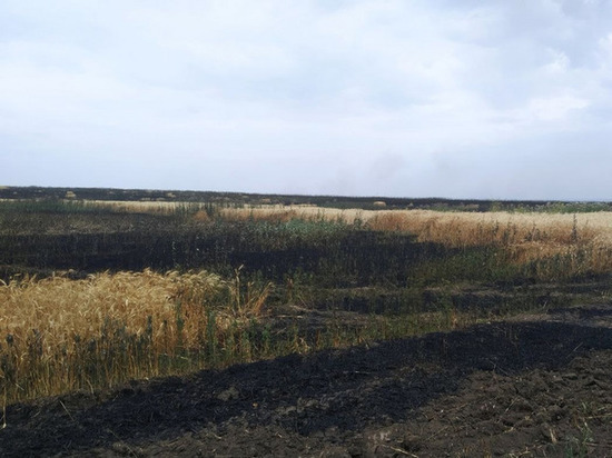 60 гектаров пшеницы сгорели в ЛНР