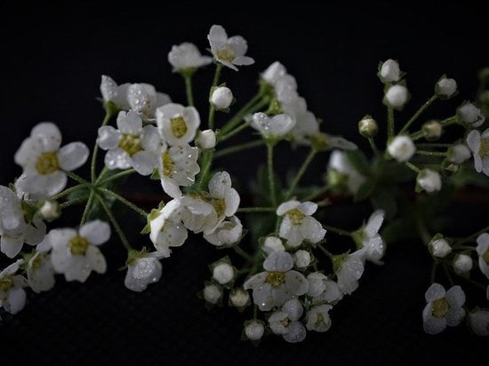 Пенсионерку, которую искали всем миром в Карелии, нашли, но поздно