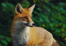 В минэкологии Подмосковья предупредили об участившихся с начала лета случаях нападения диких лис на домашних животных и на людей