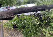 Июльские ураганы вновь сделали в Москве актуальной проблему падающих деревьев