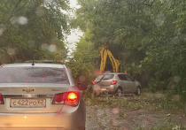 В Рязани ураган повалил десятки деревьев