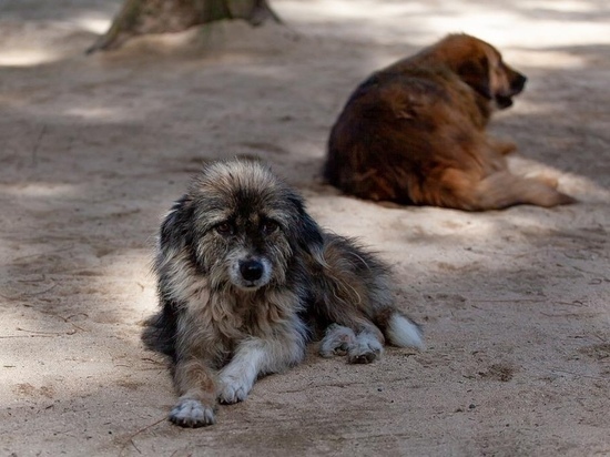 Стая бездомных собак терроризирует одних жителей Колы, а других — умиляет