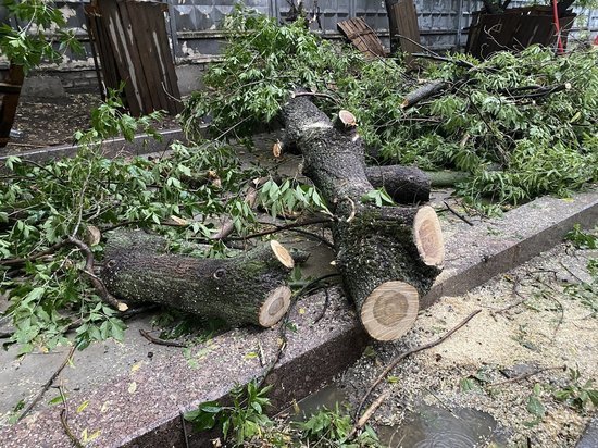 Московский ураган: опасней всего было в садах и парках