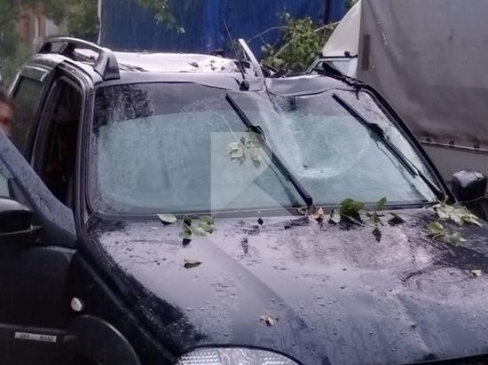 На проезде Щедрина в Рязани дерево упало на проезжающий автомобиль
