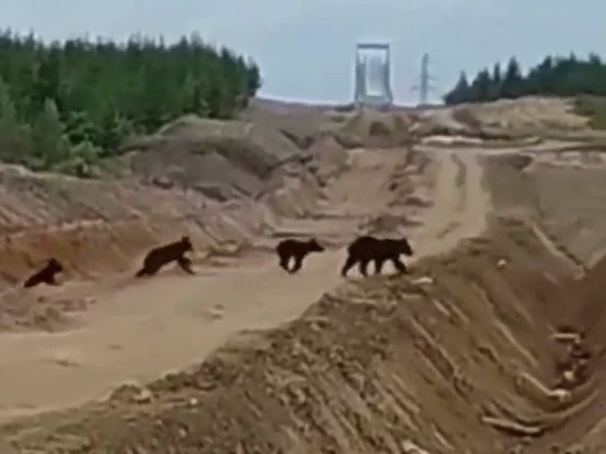 Медведицу с медвежатами заметили недалеко от угольного конвейера на Сахалине
