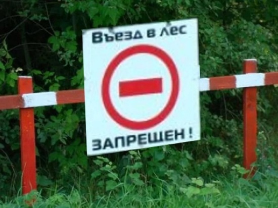Жители Рыбинска устроили в заповедном бору стоянку автотранспорта