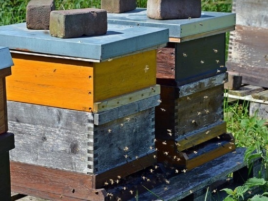 Мор по расписанию: в Алтайском крае погибли тысячи пчелосемей из-за обработки сельхозугодий