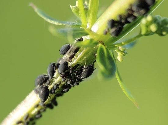 Тля и муравьи исчезнут за 1 ночь без всякой химии: два мощных и простых средства от дачных вредителей