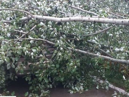 Ураган в Орле повалил около 40 деревьев