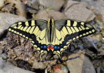 Как пояснили в национальном парке, отличается махаон от других бабочек «хвостиками» на крыльях, размах которых может достигать до 10 см