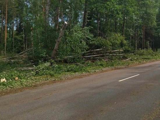 Сильный ветер повалил полсотни деревьев на новгородских дорогах