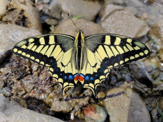 На юге Красноярского края госинспектору лесничества удалось сфотографировать крупную краснокнижную бабочку