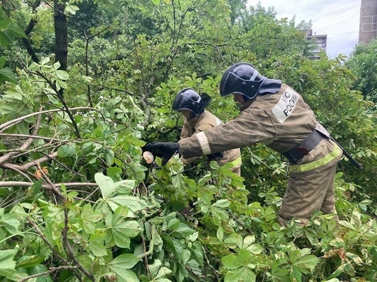 В Орловской области упавшие деревья повредили 16 машин