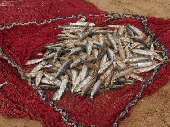 В Бердянске дали положительные прогнозы выживаемости морской рыбы