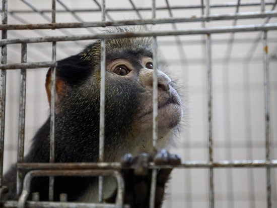 В России обнаружили первый случай заражения оспой обезьян