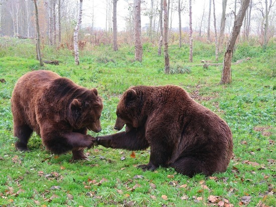 В Заполярье охотникам разрешается убить 144 бурых медведей