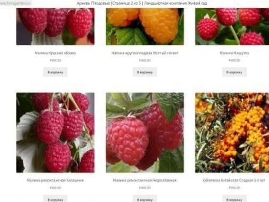 Красноярцы продавали в интернет-магазине саженцы несуществующих сортов плодовых и ягодных культур