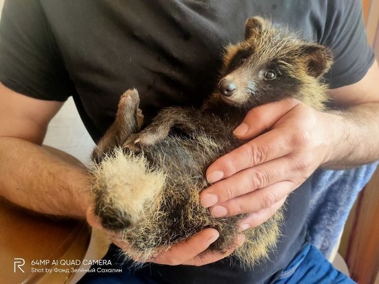 Малыша енотовидной собаки с переломом позвоночника после ДТП нашли на Сахалине