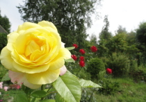 Дачники в Хабаровске будто бы соревнуются в том, кто посадит у себя на участке больше разных цветов