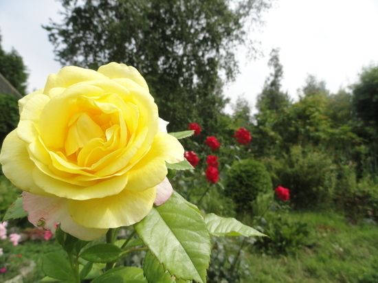 Дачи Хабаровска утопают в цветочном великолепии