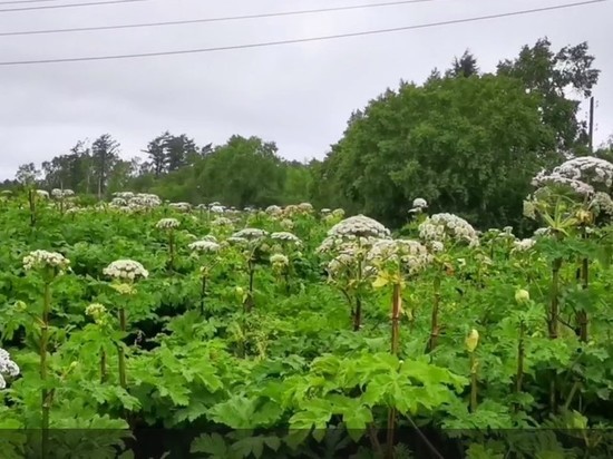 Российский город зарос борщевиком