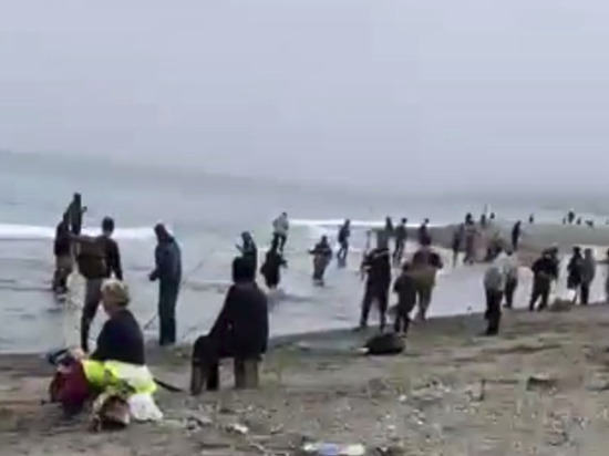 Рыбаки массово ловят горбушу на Сахалине