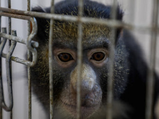 Врачи предупредили о риске превращения оспы обезьян в эндемию