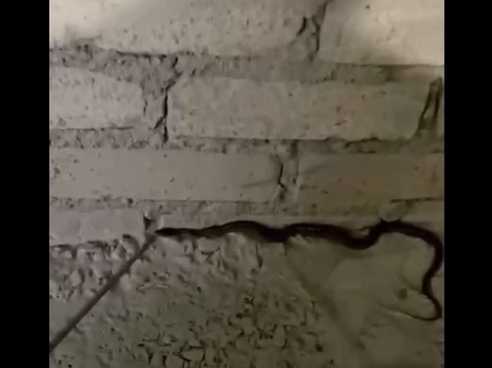 Житель Хакасии встретил змею около Саяногорской больницы