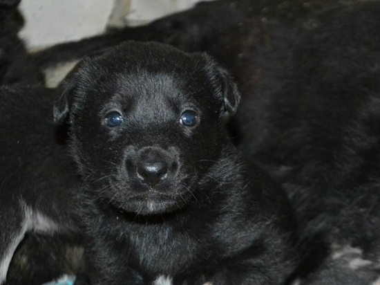 Смоленский приют "Верность" ищет автоволонтеров