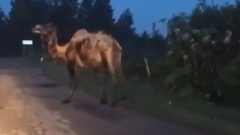 В пригороде Ярославле по дорогам гуляет верблюд